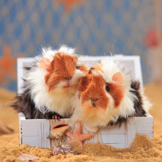 Angora guinea pig