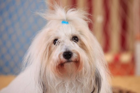 Coton de Tulear