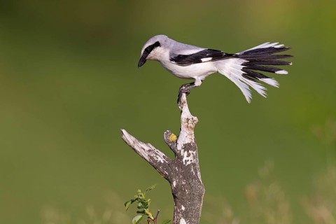Great Grey Shrike
