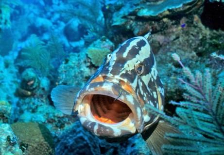 Nassau grouper