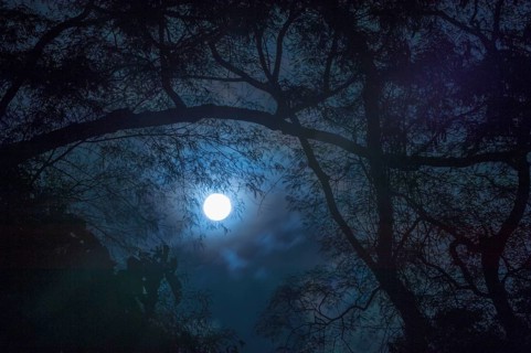 Moon over the Atlantic Forest of Caratinga