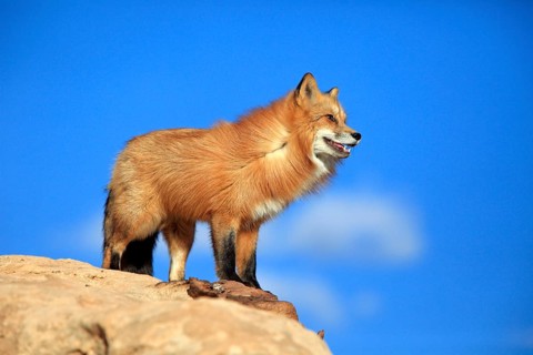 American red fox