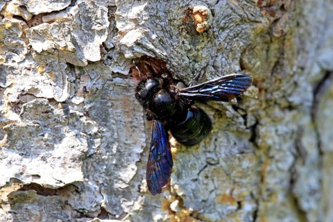 Violet carpenter bee
