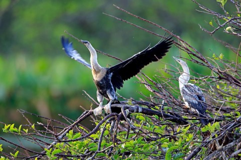 Anhinga