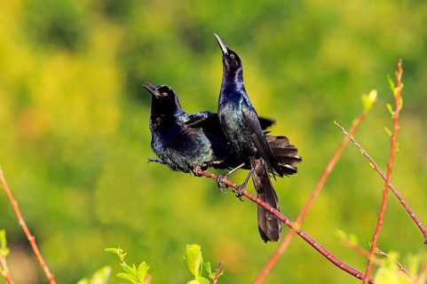 Boat-tailed grackle