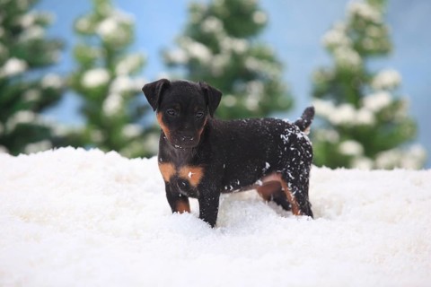 German Hunting Terrier