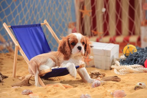 Cavalier King Charles Spaniel