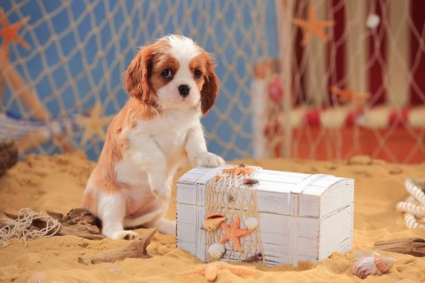 Cavalier King Charles Spaniel