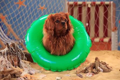 Cavalier King Charles Spaniel