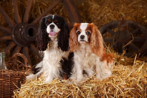 Cavalier King Charles Spaniel