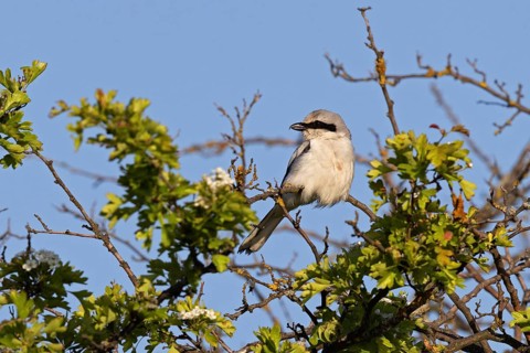 Great Grey Shrike
