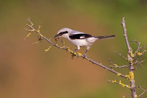Great Grey Shrike