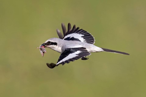 Great Grey Shrike
