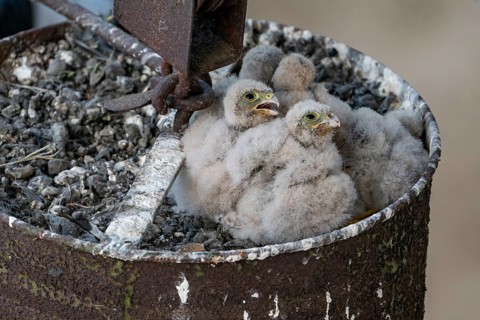 Common kestrel