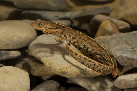 Pyrenean brook salamander