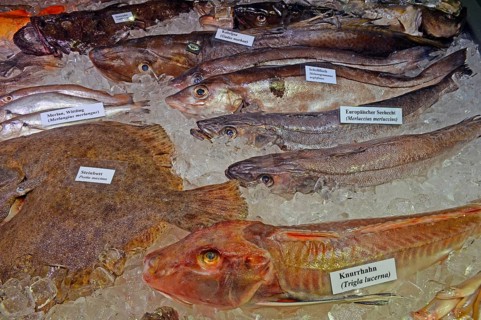 Various European food fish