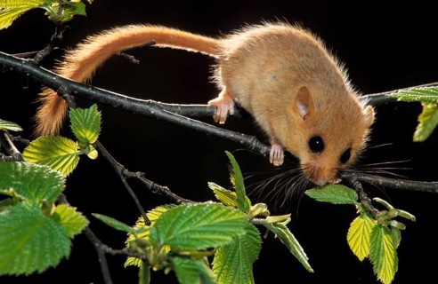 Common dormouse