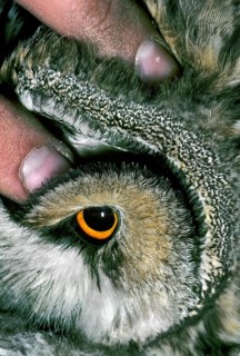 Close-up of the ear of the long-eared owl