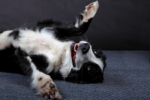 Mixed breed dog