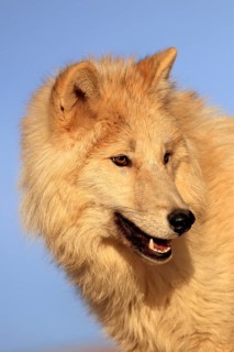 Timbergray wolf