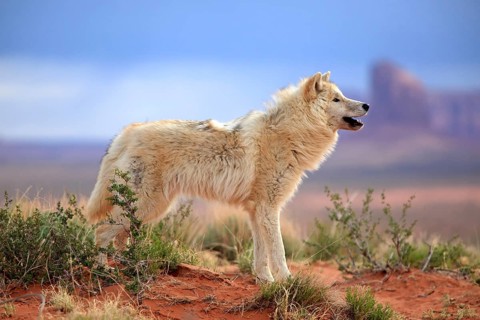 Timbergray wolf