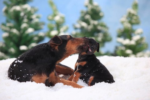 German Hunting Terrier