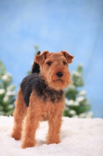 Welsh Terrier