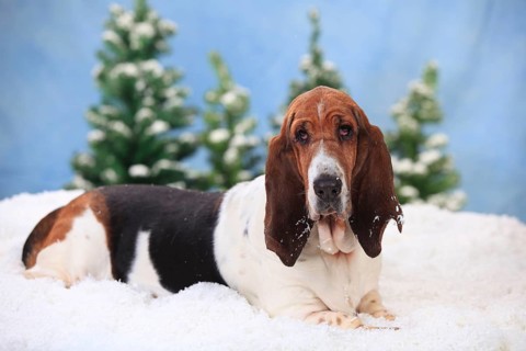 Basset Hound