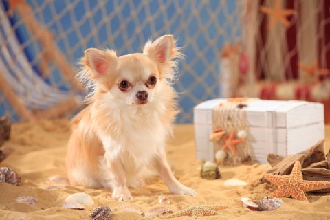 Chihuahua