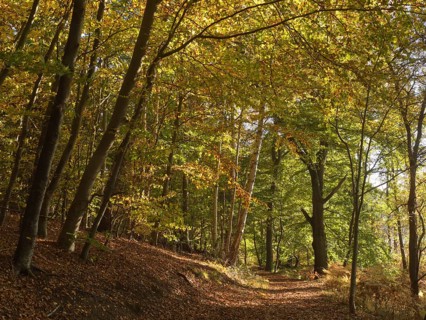 Autumn hiking trail on the Werder