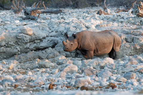 Black rhinoceros