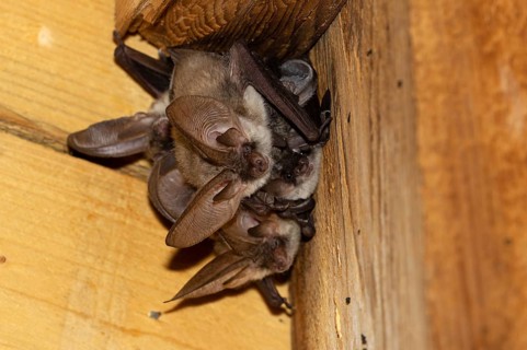 Grey long-eared bat