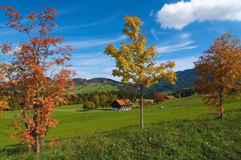 Farm near Oberstaufen