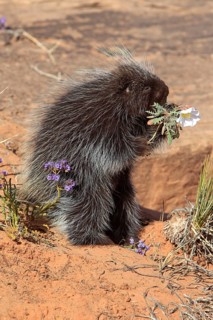 North american porcupine