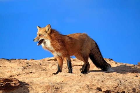American red fox