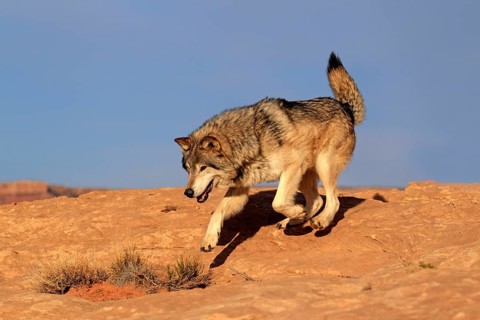 Timbergray wolf