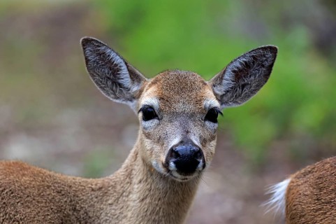 Key Deer