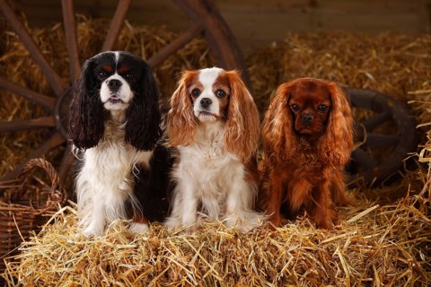 Cavalier King Charles Spaniel