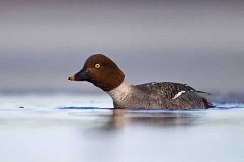 Common Goldeneye