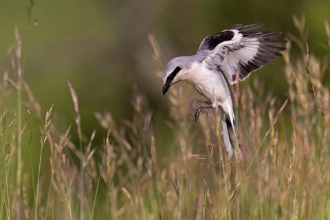 Great Grey Shrike