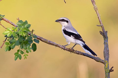 Great Grey Shrike
