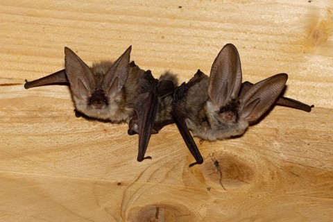 Grey long-eared bat
