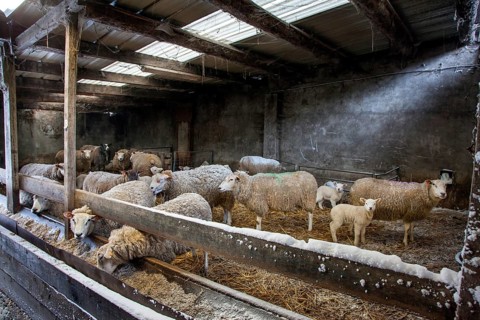 Domestic sheep