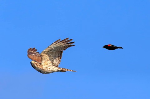 Cooper's hawk