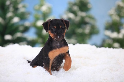 German Hunting Terrier