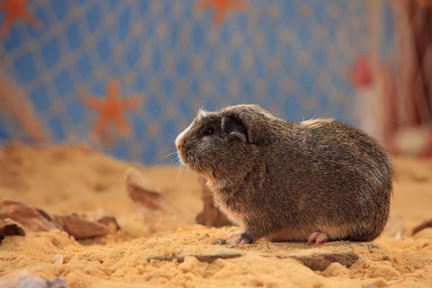 English Crested Guinea Pig Pig