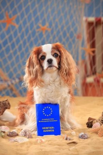 Cavalier King Charles Spaniel