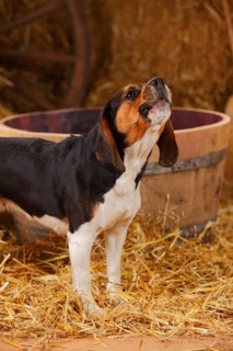 Beagle