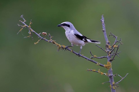 Great Grey Shrike
