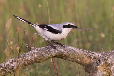 Great Grey Shrike